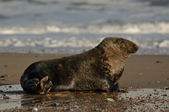 David Plant Photography - Wildlife Photography - Grey seal - K